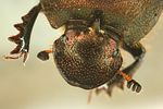 onthophagus-coenobita-portrait-foto-dvorak