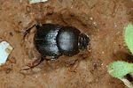 onthophagus-emarginatus-foto-krejcik