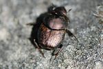 onthophagus-fissicornis-foto-holzki