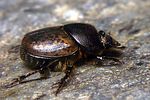 onthophagus-fracticornis-foto-koehler