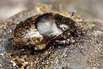 onthophagus-fracticornis3-foto-koehler