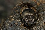 onthophagus-fracticornis4-foto-koehler