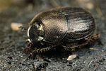onthophagus-grossepunctatus3-foto-fjkoehler