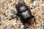 onthophagus-illyricus-male-foto-koehler