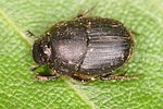 onthophagus-joannae2-foto-altmann