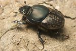 onthophagus-medius-female2-foto-koehler