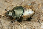 onthophagus-medius-foto-fjkoehler