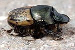 onthophagus-medius-male2-foto-koehler