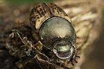 onthophagus-medius2-foto-fjkoehler
