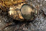 onthophagus-medius3-foto-fjkoehler