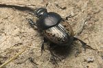 onthophagus-nuchicornis-female2-foto-koehler