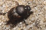 onthophagus-nuchicornis-foto-faasen