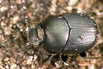 onthophagus-ovatus-foto-weidlich