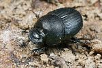 onthophagus-ovatus2-foto-koehler