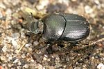 onthophagus-ovatus2-foto-weidlich