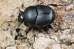 onthophagus-ovatus3-foto-koehler