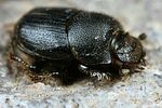 onthophagus-semicornis-foto-fjkoehler