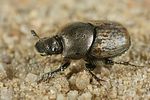 onthophagus-similis-foto-faasen