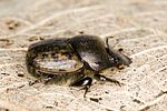 onthophagus-similis-foto-hense