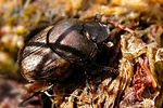 onthophagus-similis-foto-werner