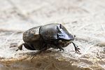 onthophagus-similis2-foto-hense