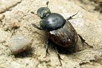 onthophagus-similis3-foto-koehler