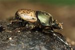 onthophagus-vacca3-foto-fjkoehler