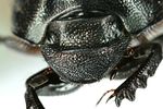 onthophagus-verticicornis-portrait-foto-dvorak