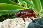 oryctes-nasicornis-female-foto-rothacher