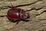 oryctes-nasicornis-female2-foto-rodenkirchen