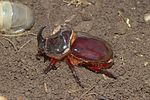 oryctes-nasicornis-male-foto-rodenkirchen