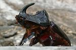 oryctes-nasicornis-male-foto-schuele