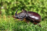 oryctes-nasicornis-male-foto-weidlich