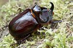 oryctes-nasicornis-male-foto-weisenboehler