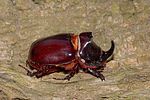 oryctes-nasicornis-male2-foto-rodenkirchen
