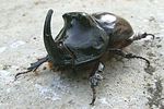 oryctes-nasicornis-male2-foto-schweiger