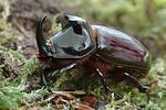 oryctes-nasicornis-male2-foto-weisenboehler
