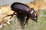 oryctes-nasicornis-male3-foto-wmueller