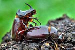 oryctes-nasicornis-paar-foto-kross