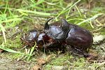 oryctes-nasicornis-paar-foto-weidlich