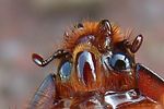 oryctes-nasicornis-portrait-foto-fremlin