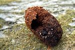 osmoderma-eremita-kokon-foto-fremlin