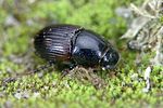 otophorus-haemorrhoidalis-foto-weidlich