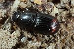 otophorus-haemorrhoidalis3-foto-koehler