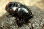 otophorus-haemorrhoidalis4-foto-koehler