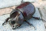 phyllognathus-excavatus-male-foto-covey
