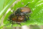 phyllopertha-horticola-paar-foto-brueckner