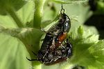 phyllopertha-horticola-paar-foto-hellingman