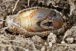 phyllopertha-horticola-pupa2-foto-hromadko