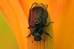 phyllopertha-horticola-ustulatipennis4-foto-koehler